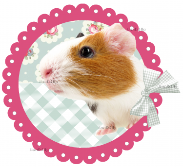 Strijkapplicatie cavia